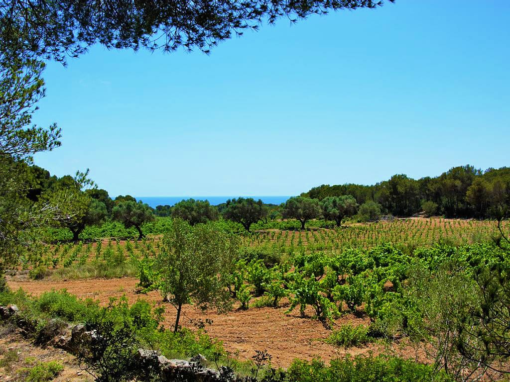 spanish farmhouse and its stunning views over the vineyards and the sea