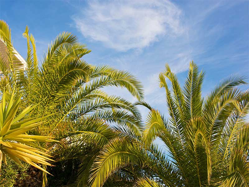 sitges holiday villas for winter and its palm trees