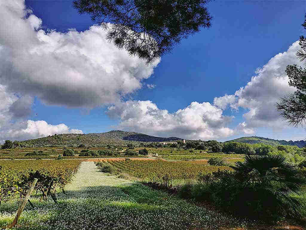 Sitges holiday house to rent and the vineyards