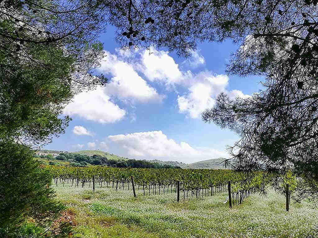 Sitges holiday house to rent and its natural surroundings